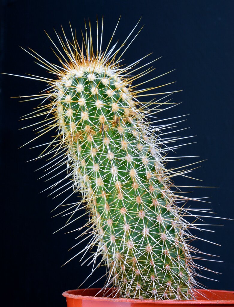 Кактусы: Эхиноцереус апачский - Echinocereus apachensis